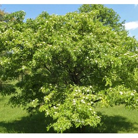 Crataegus pinnatifida (Chinese Hawthorn) Tree Seed, white, cream, pink flowers, pear-shaped red fruits, You Choose The Quantity (5 Packs)