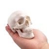 Mini Skull Model - Small Size Human Medical Anatomical Adult