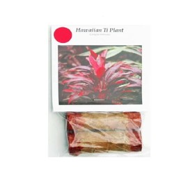 Red Hawaiian Lucky Ti Plant Logs by Makao Beach Trading Co.