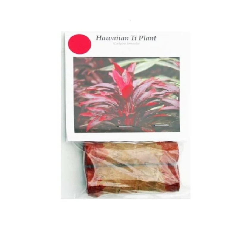 Red Hawaiian Lucky Ti Plant Logs by Makao Beach Trading
