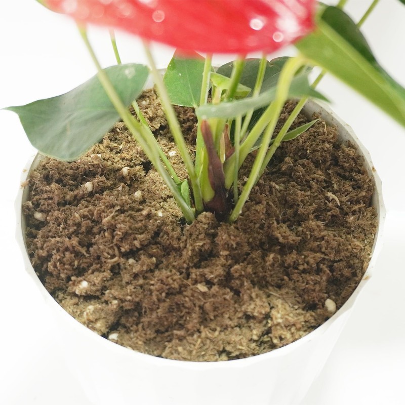 Kapecute 2QT Anthurium Potting Soil, Professionally Formulated Lightweight, Persistent Humidity,