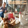 WJccsee Versatile Poultry ID Bands, 100 Pack, 16mm, Multi-Color &