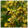 Everwilde Farms - 1/4 Lb Wild Senna Native Wildflower Seeds