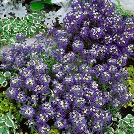 Outsidepride Alyssum Violet Queen - 5000 Seeds