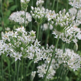 Chives, Garlic (Allium tuberosum) Herb Seeds, Perennial Herb, Mild Garlic Flavor, Fast Grower, Rich in Nutrients, Seeds by MySeeds.Co, You Choose The Amount (0.25 oz)