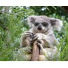 EUCALYPTUS ESSENTIAL OIL 100% PURE16 oz