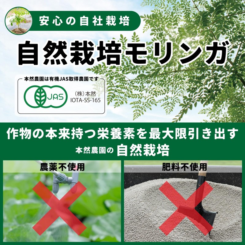 本然農園 モリンガ青汁 RESCUE 健康青汁 粉末 マンジェリコン 自然派 ナチュナル 大麦若葉 食物繊維
