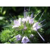 Earthcare Seeds Sage Herb 125 Seeds (Salvia officinalis) Heirloom -