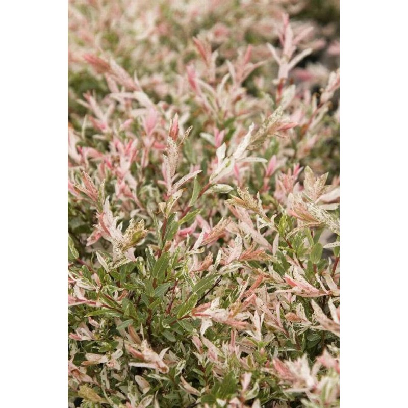 Shrub 2 Dappled Willow Trees/Shrubs - 6-12" Tall Seedlings -