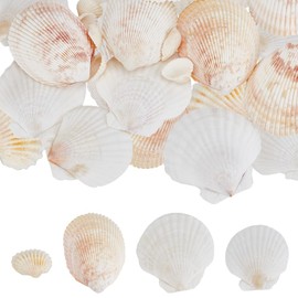 SOFPLATE 200G Natural Sea Shells Fish Tank Shell Decor Scallop Small Colorful Summer Ocean Animal Seashell Beach Theme No Hole Craft Ornament Kit for Wedding Home Party Vase Filler DIY Decoration