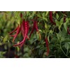 30 Semillas Chile De Arbol Nuevas Germinan Organicas No Gmo