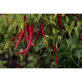 30 Semillas Chile De Arbol Nuevas Germinan Organicas No Gmo