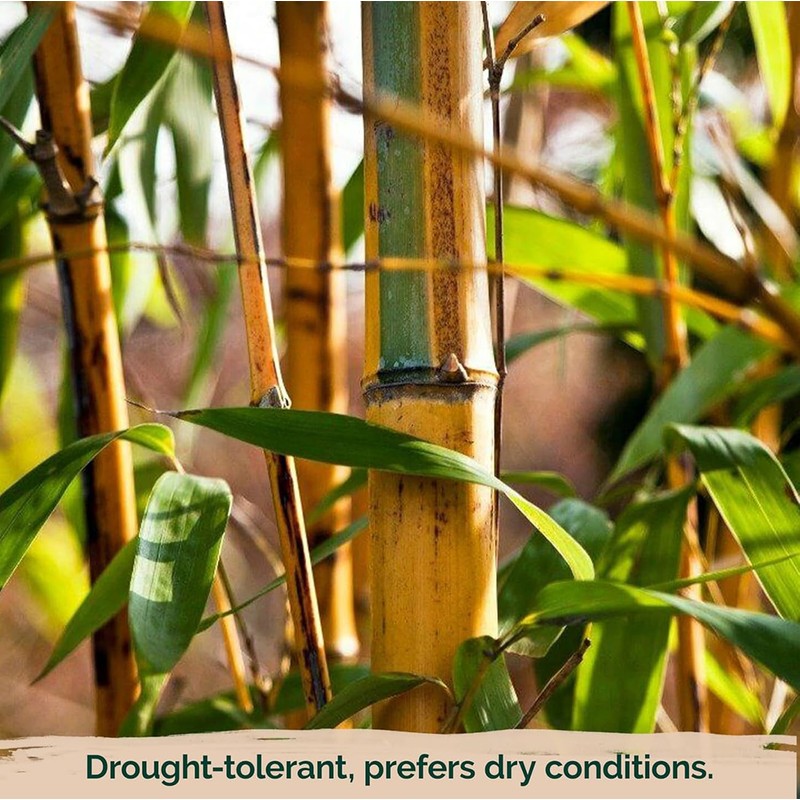 300+ PCS Green Bamboo Seeds for Planting Exotic Bamboo Seed