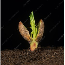 Fresh 40+ Jumbo Bailey Virginia Seeds , GROW PEANUTS IN YOUR GARDEN, 2024 Season