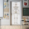 Life Size Skeleton bones named Poster for classroom or lab