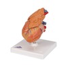 3B Scientific G08/1 Classic Heart w/ Thymus 3-part - 3B