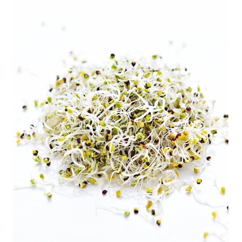 Todd’s Seeds - Sprouting Broccoli Seeds - Calabrese Variety, Non-GMO,