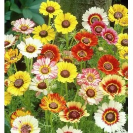 250 + Painted Daisy Seeds/ Mixed Colors/ Perennial/ Butterflies/ Pollinators