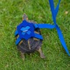 Tortoise Accessories, 2 Pack Tortoise Harness Set for Small Reptiles,