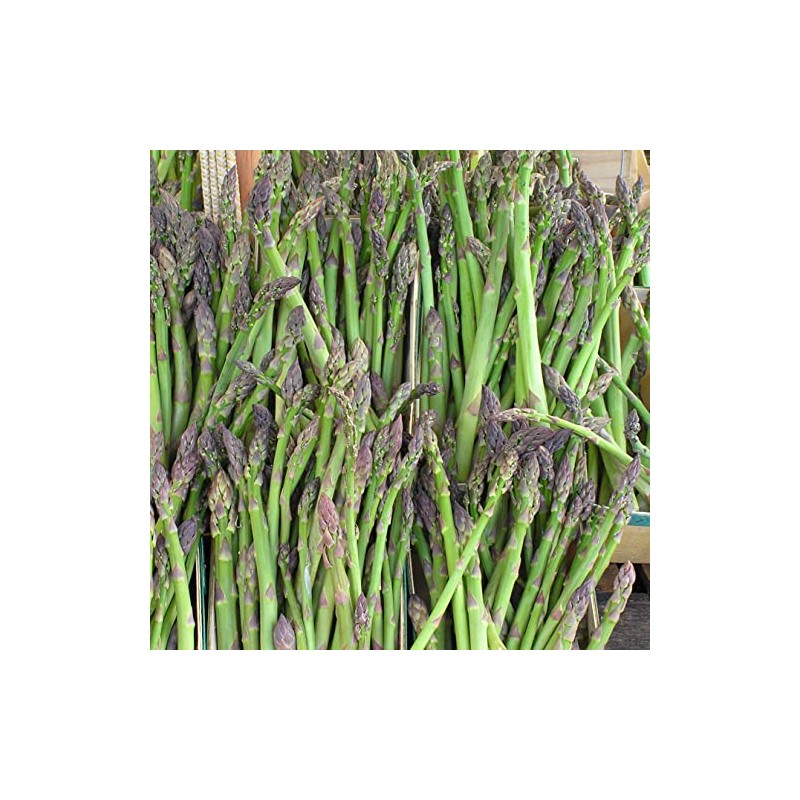 3 Jersey Giant Asparagus Crowns. Perennials in Stock Now and