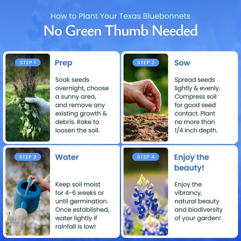 Created By Nature Texas Bluebonnet Seeds, 750+ Wildflower Seeds, Texas