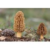 CEMEHA SEEDS - Morel Mushrooms Spores Mycelium Non GMO Spawn