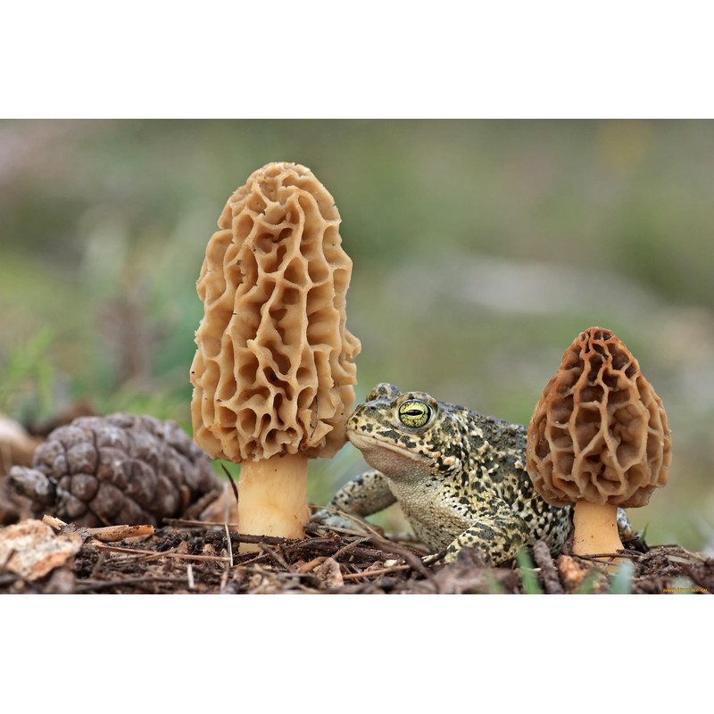 CEMEHA SEEDS - Morel Mushrooms Spores Mycelium Non GMO Spawn
