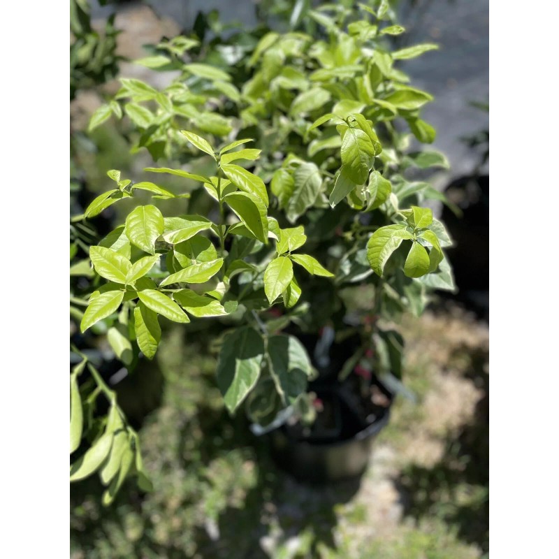 Tree VARIGATED PINK LEMON TREE (GRAFTED) 3 Feet Tall.