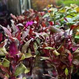 SubstrateSource Live Aquarium Red Stem Plants - Freshwater Aquatic Plant for Fish Tanks, Aquascaping - (Alternanthera Reineckii Rosaefolia Mini, 1 Bunch)