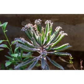 Happy Growing Palms Mother of Thousands -Kalanchoe daigremontiana , Alligator plant or Mexican hat
