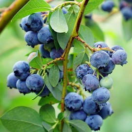 Premier Blueberry Bush, Rabbiteye Variety, 12-18 in. Plant Height, 1 gal Nursery Pot (Due to Agricultural Laws, we Cannot Ship to CA, AZ, AK, or HI)