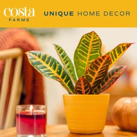 Costa Farms Croton Live Plants (4-Pack), Indoor and Outdoor Angel Croton Houseplants Potted in Nursery Pots, Grower’s Choice, Easy Care Tropical Plant for Home, Office, and Tabletop Decor