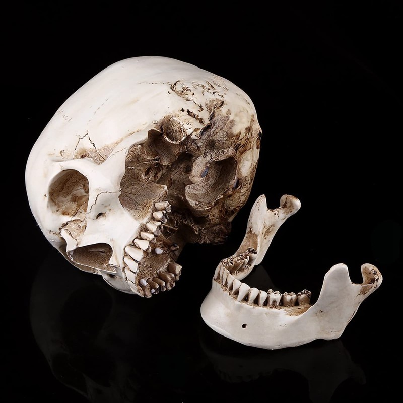 Human Skull Resin Skull Model White Resin 1 Piece White