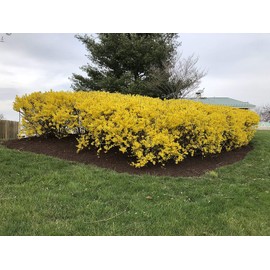 Two Pack of Lynwood Gold Forsythia Bushes - 2 Live Plants Shipped 3 Feet Tall by DAS Farms (No California)