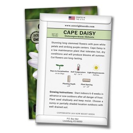 Sow Right Seeds Cape Daisy Seeds - Full Instructions for Planting, Beautiful to Plant in Your Flower Garden; Non-GMO Heirloom Seeds; Wonderful Gardening Gifts (1)