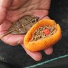 Drennan Method Feeder 35g
