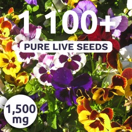 Pansy Swiss Giants Mix - Large 1,500mg Envelope - 1,100 Flower Seeds for Planting - Viola × wittrockiana