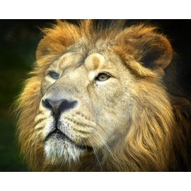 Lion - King of The Jungle 504 Piece Jigsaw Puzzle 16" X 20"
