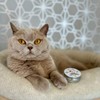 Paw to Paw Cat Paw Butter Sample (15ml) Natural Lick
