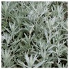 Everwilde Farms - 2000 Prairie Sage Native Wildflower Seeds -