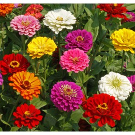 Zinnia California Giant Mix Nice Garden Flower by Seed Kingdom Bulk 1/4 Lb Seeds