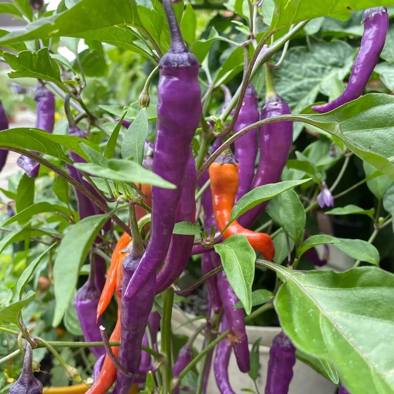 30 Semillas Chile Cayenne Purpura Huerto Urbano Mx