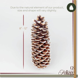 GS Foliage Large Pine Cones for Crafts, 8 Inch -12 Inch Frosted Pine Cone Ornaments for Christmas Tree, Set of 3 Sugarcone Pinecones for Decorating, Vase Filler, Decor, Decorative Bag of Pinecone