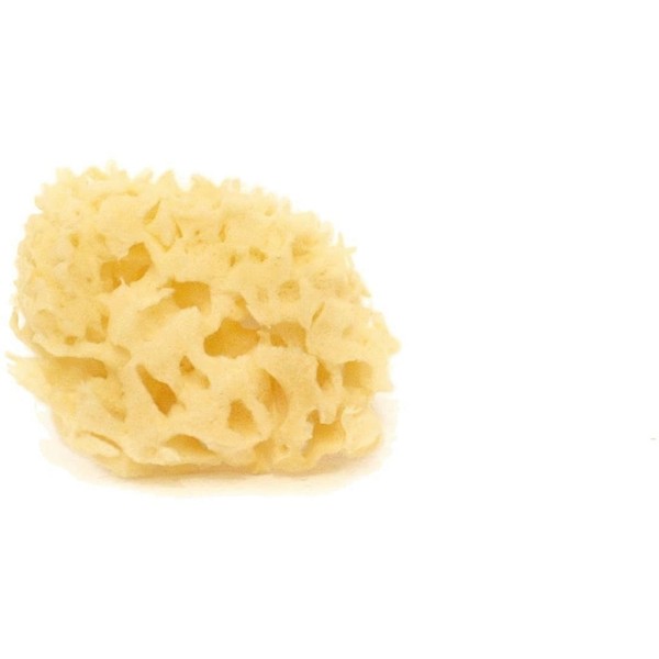 Cose della Natura Bleached Honeycomb Sea Sponge, 4-5 g