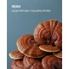 Extracto de Reishi Micelia Labs Relajación y equilibrio Manejo del