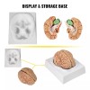 Vevor Cerebro Humano Modelo Anatomico Desarmable 9 Piezas