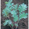 Kale Red Russian Great Heirloom Vegetable by Seed Kingdom (1/4
