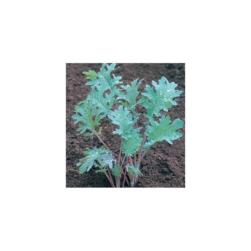 Kale Red Russian Great Heirloom Vegetable by Seed Kingdom (1/4