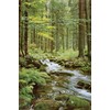 AllPosters Wall Poster Forest Creek, 24x36