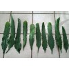 Joyful Blooms Rare Orchid Cactus Red German Empress Epiphyllum Fresh